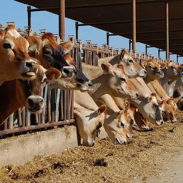 Helping Virus-Hit Dairies Recover