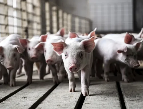 Redox resilience: battling oxidative stress in modern swine production