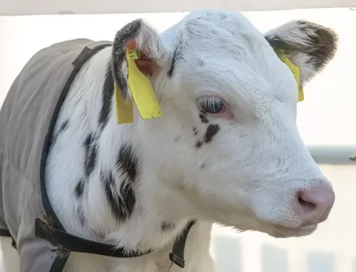 Feeding for impact: How can we improve dairy calf health and performance?