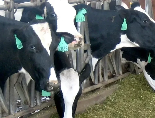 Inflammation is a normal biological process in a cow
