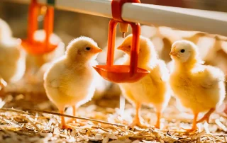 Monogastric poultry