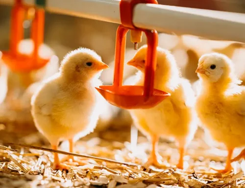 Hindering hatchability: how oxidative stress affects broiler-breeder production