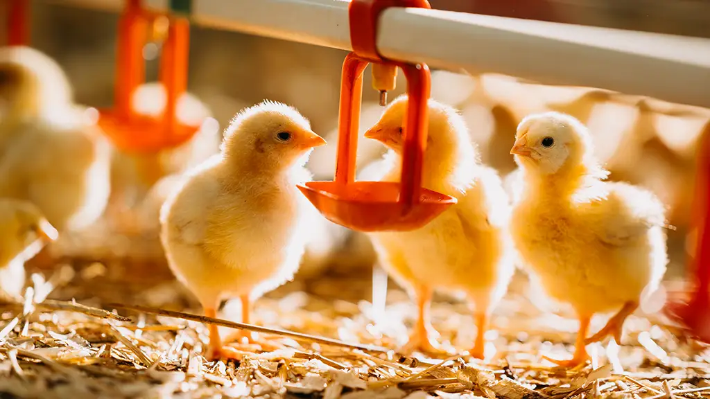 Monogastric poultry