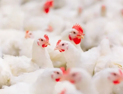 Under Thermal Siege: The Oxidative Cost of Heat Stress