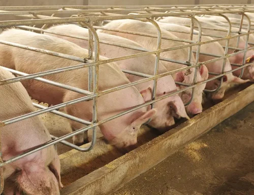 The reproductive debt of heat: how heat stress affects sow performance