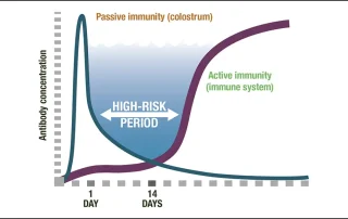 Year-round hydration for improved calf welfare