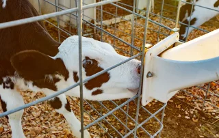 Proactively Hydrating Calves
