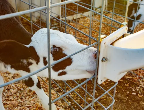 The importance of hydration: A new look at proactively hydrating calves