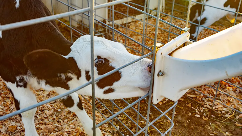 Proactively Hydrating Calves