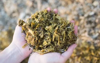 Mycotoxin Testing