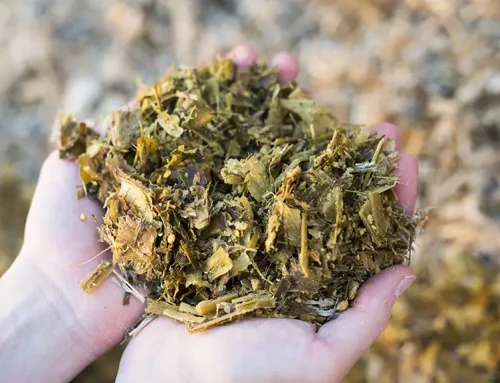 Mycotoxin testing in dairy feed: why your sampling process matters