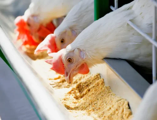 The Role of Fiber in Modern Poultry Diets